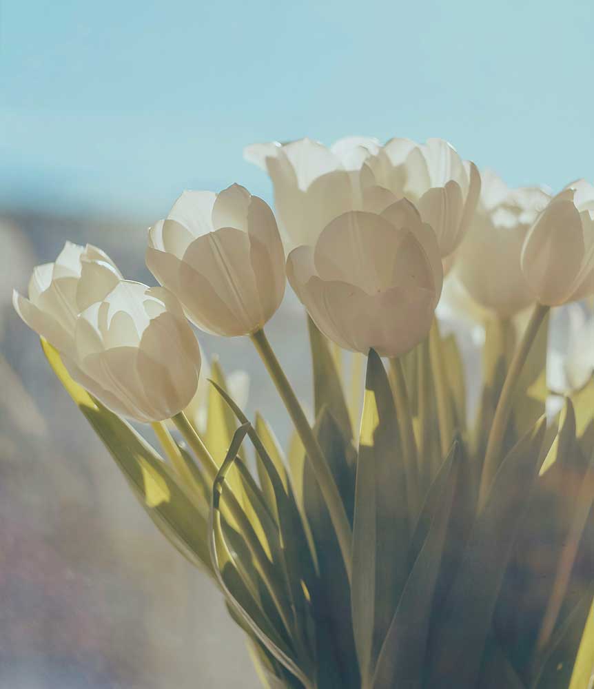 Les tulipes blanches